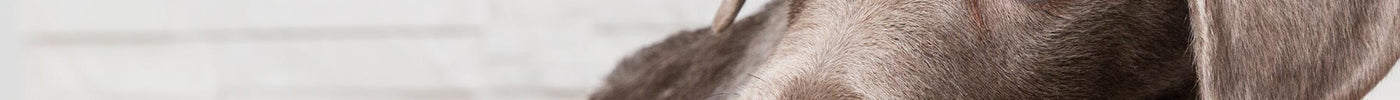WHY NATURAL AND NON-TOXIC PRODUCTS MATTER FOR BABIES AND PETS