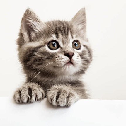 Collection image for: CAT