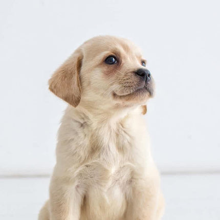 Collection image for: DOG