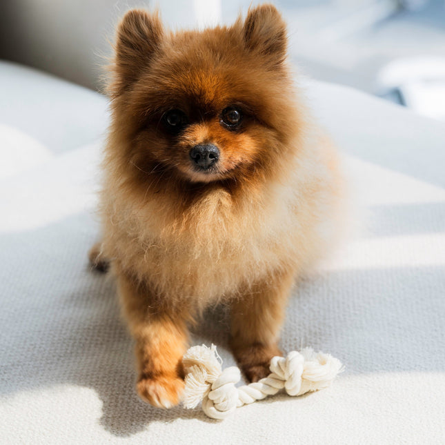 Cotton Rope Dog Toy - Small